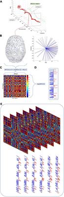 Complexity changes in functional state dynamics suggest focal connectivity reductions